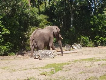 Side view of elephant standing by trees in forest