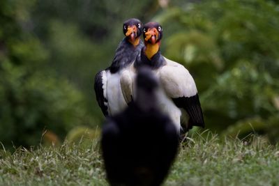 Close-up of birds perching on grass