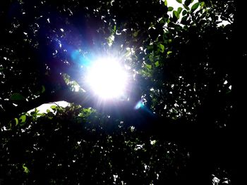 Low angle view of sunlight streaming through trees