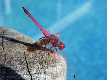 Close-up of insect on blue wall