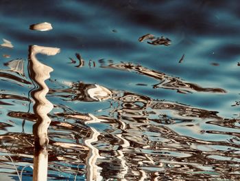 Flock of birds in sea