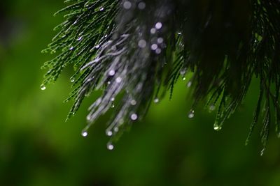 Close-up of water drops on plant