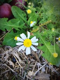 Close-up of yellow flower blooming outdoors