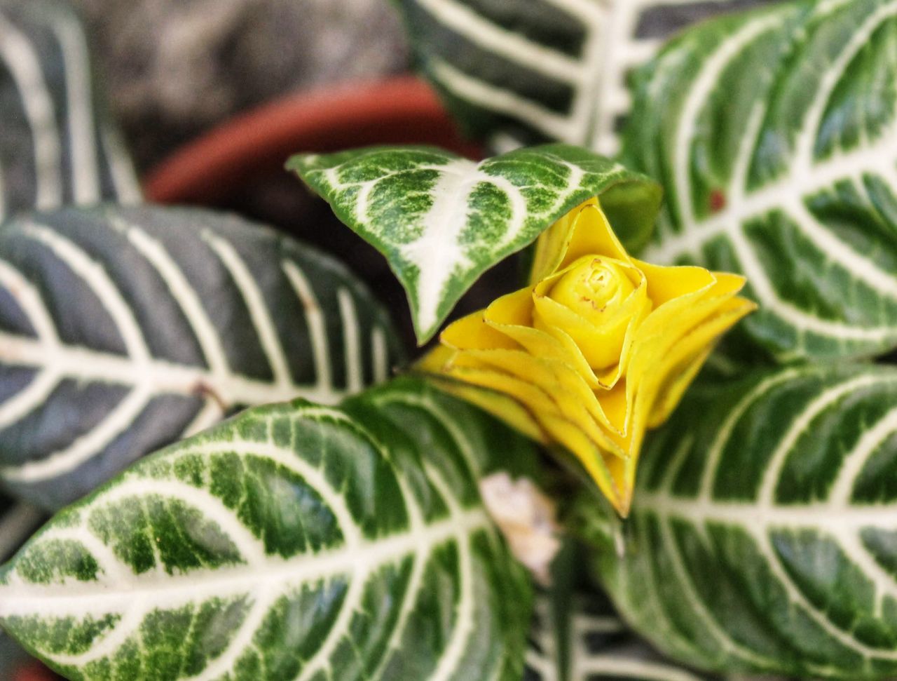 CLOSE-UP OF YELLOW LEAF ON PLANT