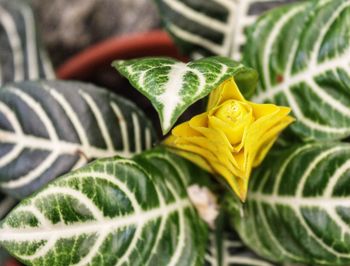 Close-up of yellow flowering plant