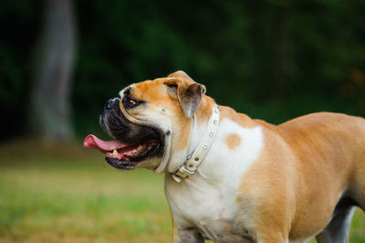 Close-up of dog sticking out tongue outdoors