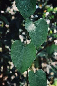 Close-up of plant