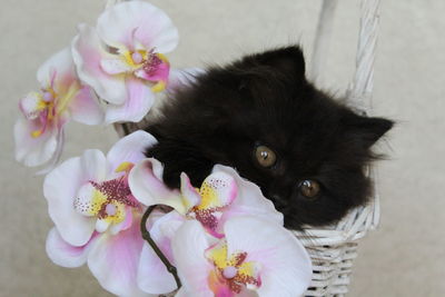 Close-up of cat on pink flowers
