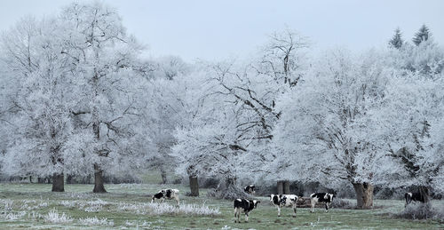 Flock of sheep grazing on field during winter