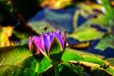 Close-up of insect on purple flowering plant