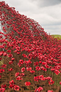 Close-up of red flowering plants on land against sky