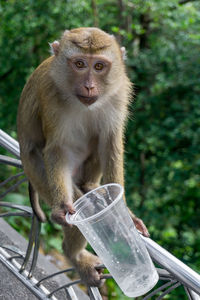 Close-up of monkey