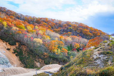 Trees on mountain during autumn