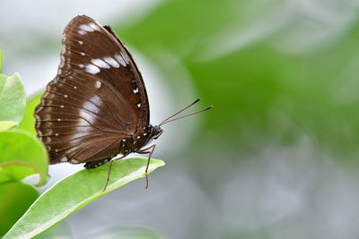 Butterfly on leaf