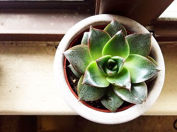 Close-up of plant on table