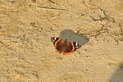 High angle view of butterfly on sand