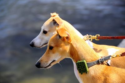 Close-up of a dog looking away