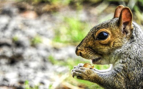 Close-up of squirrel on rock