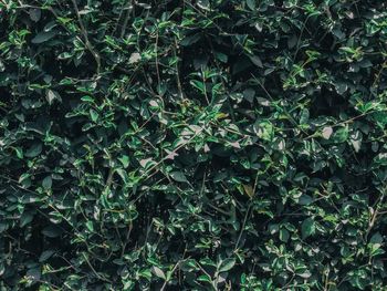 High angle view of plants growing on field