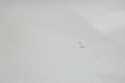 Man on snow covered landscape