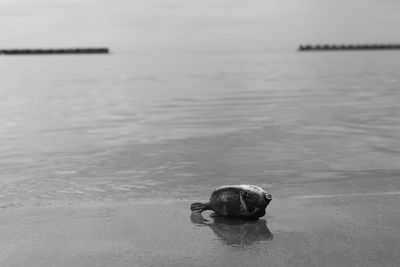 Close-up of crab on sea against sky