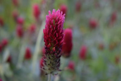 Close-up of pink flowers