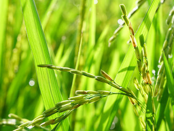 Close-up of bamboo on plant