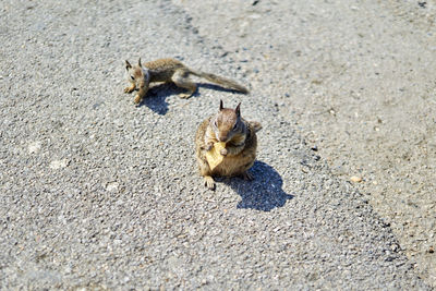 High angle view of lizard