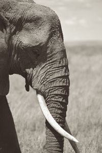 Close-up of elephant
