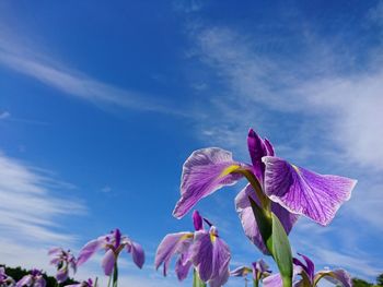 Low angle view of pink flowers against sky