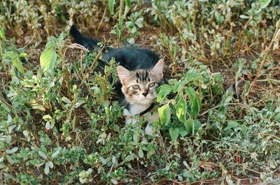 Portrait of a cat on field