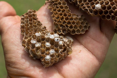 Close-up of bee on hand