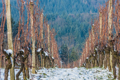 Panoramic view of trees in forest during winter