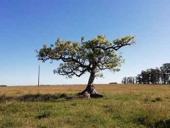 Tree on field against clear sky