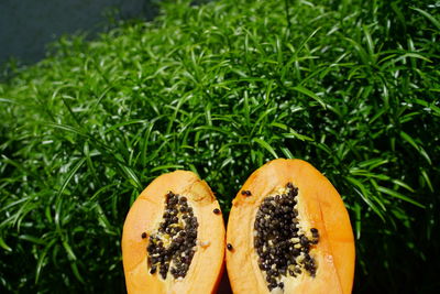 High angle view of orange fruit growing on plant