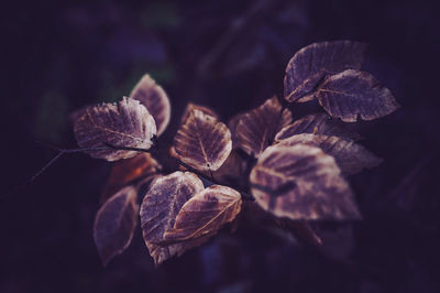 petal