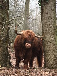 Highland cattle among trees