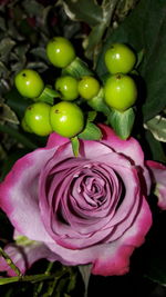 Close-up of pink flowers