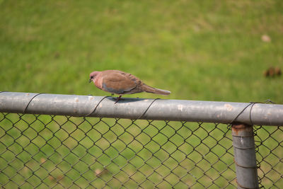 Bird perching on a fence