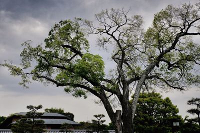 Low angle view of tree against sky