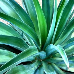 Full frame shot of plant