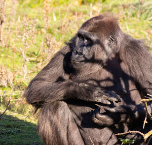 Gorilla sitting in a field