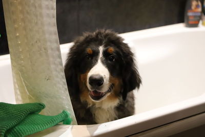 Close-up portrait of dog at home