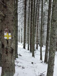 Trees in forest during winter