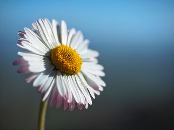 Close-up of daisy blooming against white background