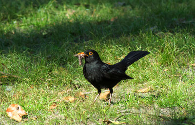 High angle view of bird on field