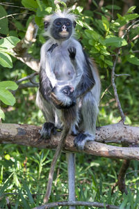 Monkey sitting on branch