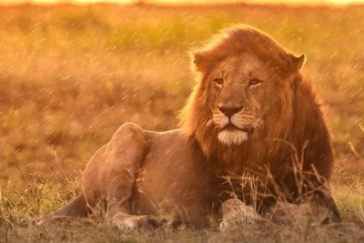 Lioness looking away