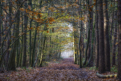 Trees in forest during autumn