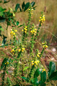 Close-up of flowering plants on field